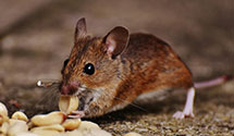 24 Hour & Emergency Exterminators in Wright, MS
